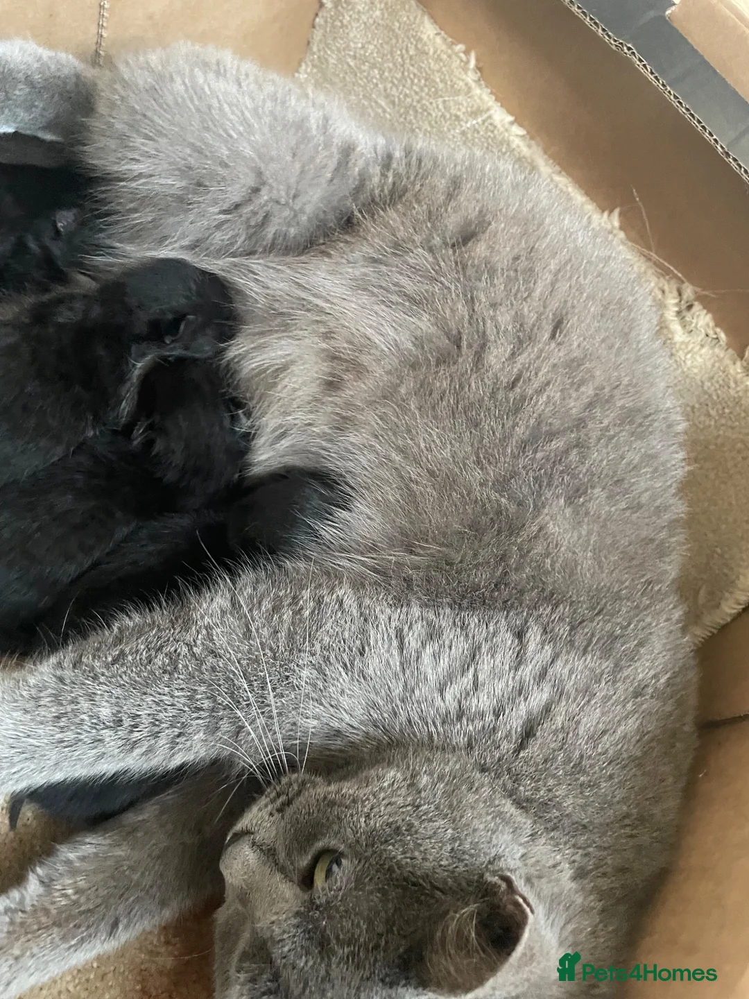 Mixed Breed cats for sale: Beautiful Mix Breed Kittens - Advert 5