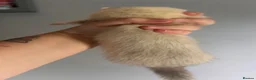 Ferret rodents for sale: Ferret kits for sale - Advert 10
