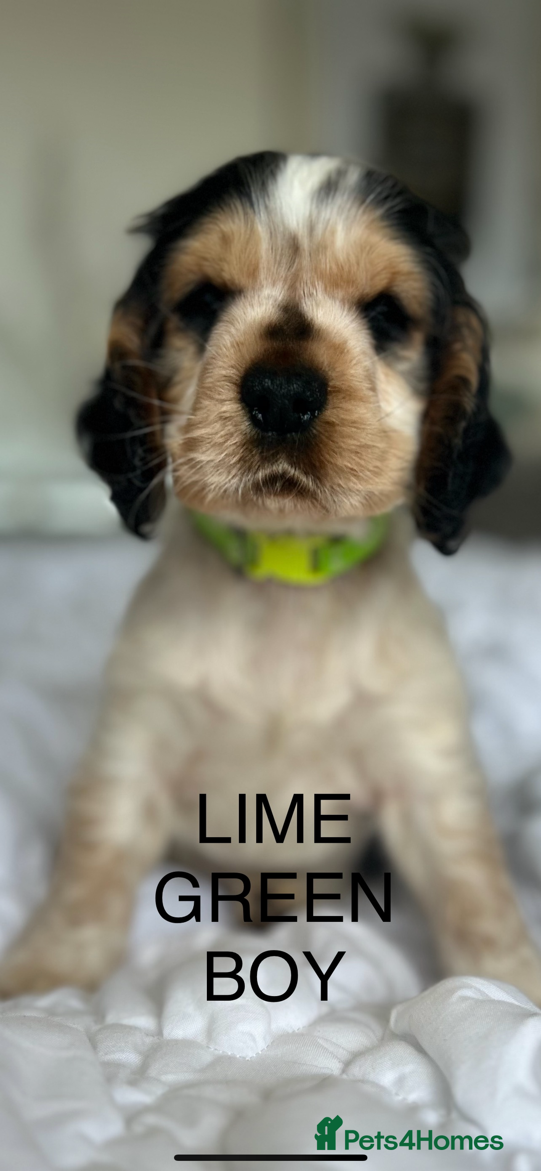 Cocker Spaniel dogs for sale: OUTSTANDING KC REG SHOW COCKER SPANIEL PUPPIES  - Image 4