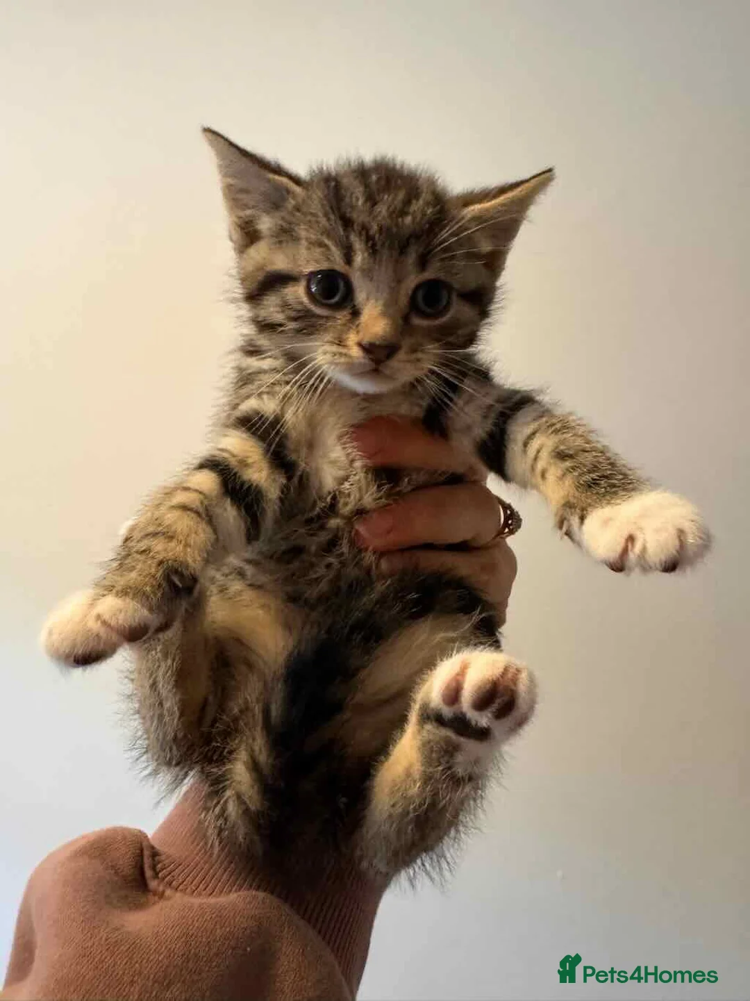 Domestic Shorthair cats for sale: Tabby kitten in Leeds - Advert 1