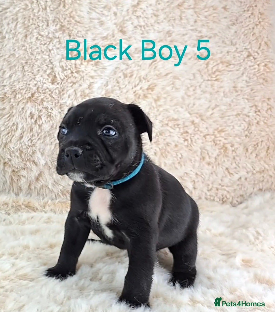 Staffordshire Bull Terrier dogs Classic Staffordshire Bull Terrier Puppies  - Advert 2