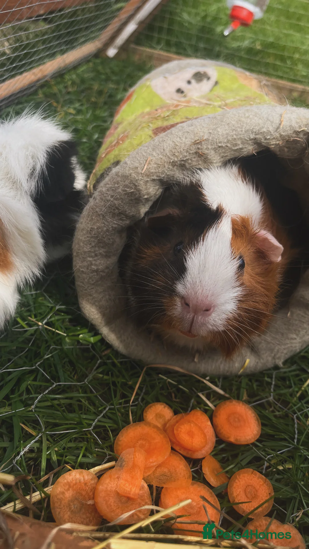 Guinea Pig rodents for sale: two female gunipigs including cage  - Advert 2