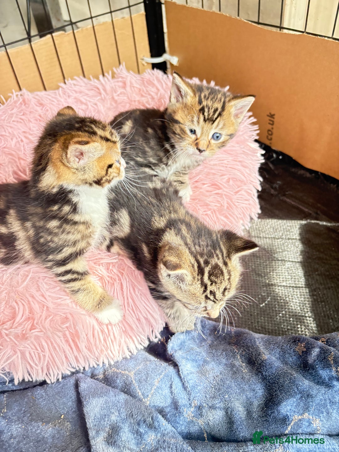 Bengal cats for sale: Kitten  - Image 5