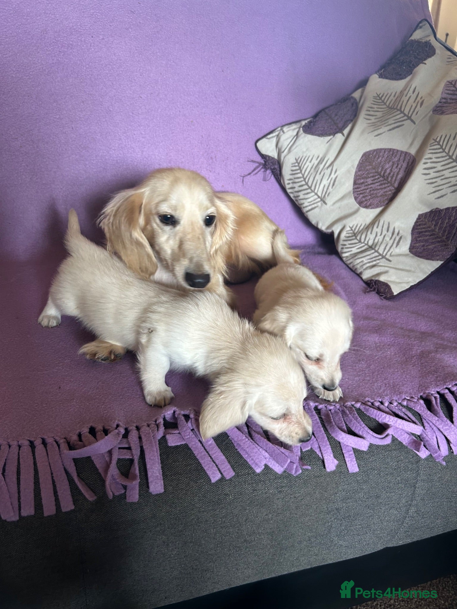Miniature Dachshund dogs Miniature dachshunds male and female  - Advert 1