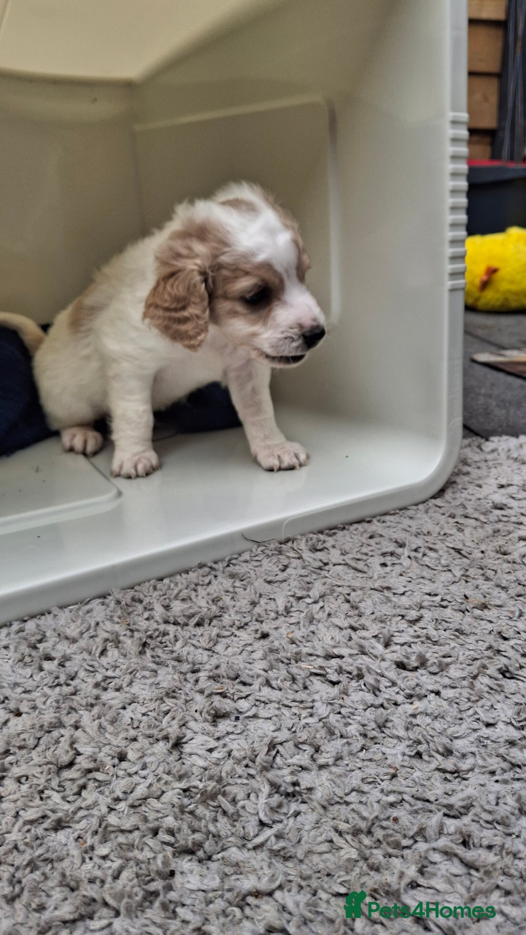 Cockapoo dogs for sale: Mr cassidy - Image 29