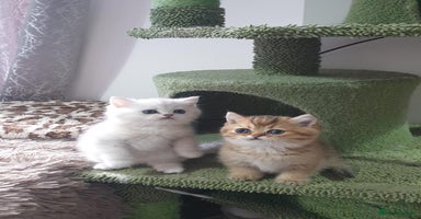 British Shorthair cats - Advert 10