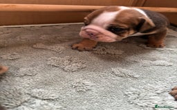 English Bulldog dogs for sale: Ready to go English bulldog puppies - Image 17