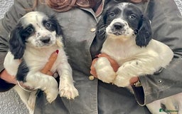 English Springer Spaniel dogs for sale: Adorable springer spaniels  - Image 3