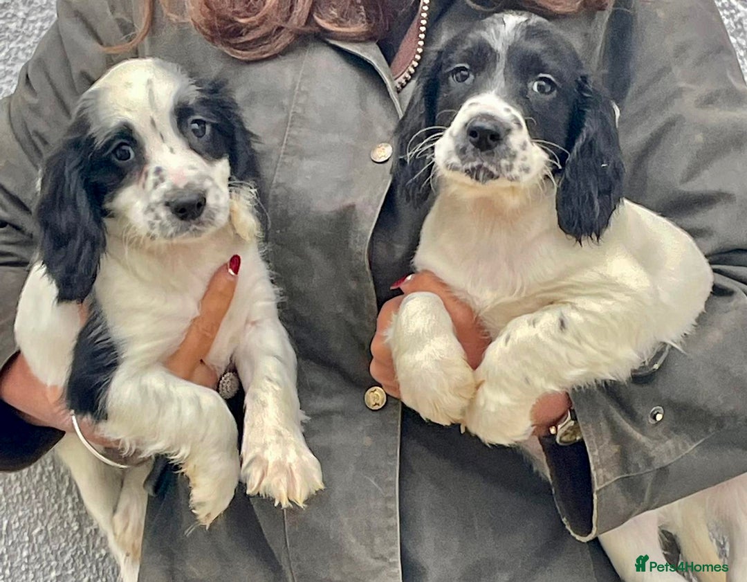 English Springer Spaniel dogs for sale: Adorable springer spaniels  - Image 3