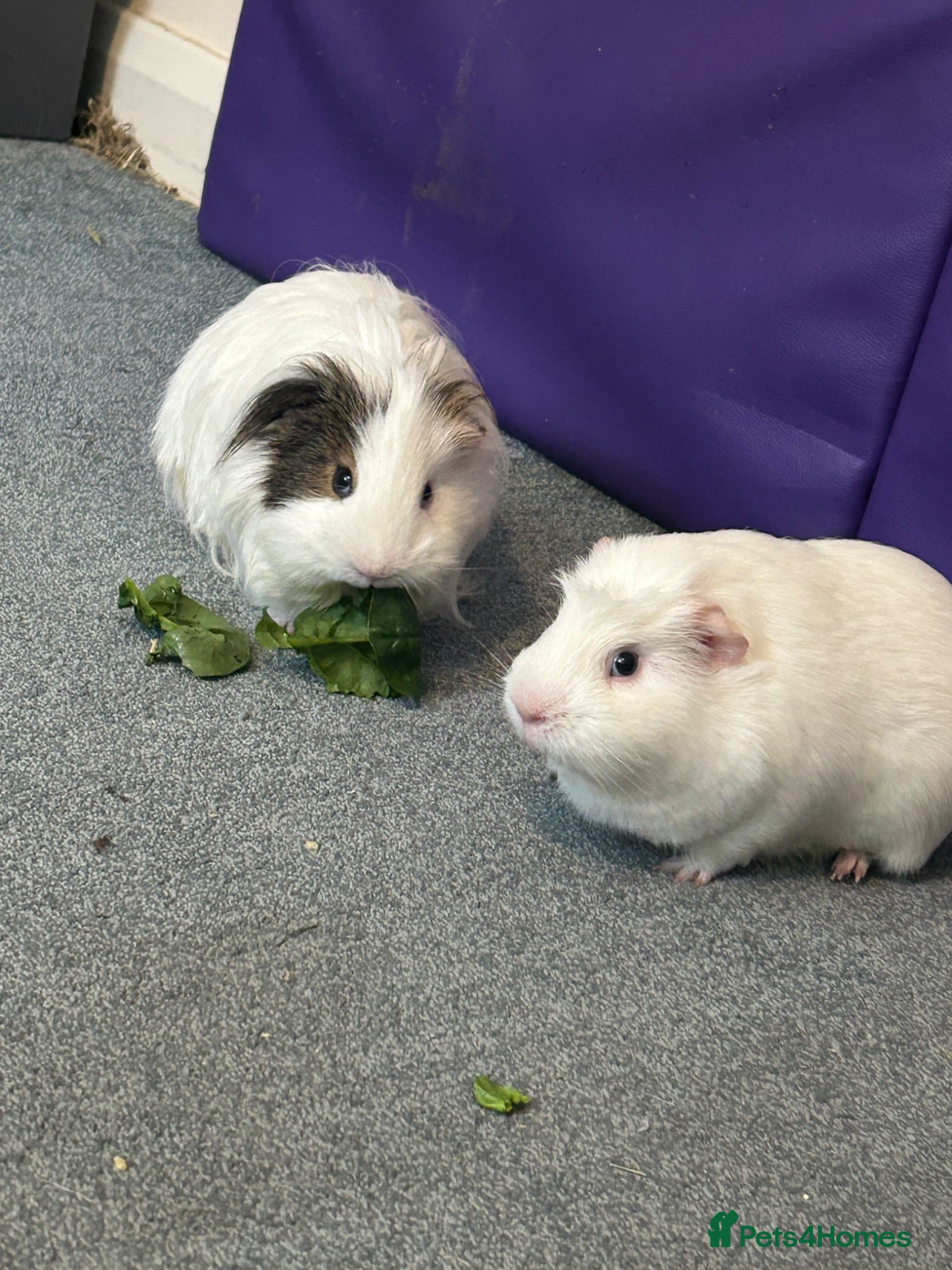 Guinea Pig rodents 2 male guinea pigs and cage - Advert 6