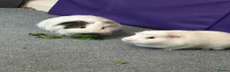 Guinea Pig rodents for sale: 2 male guinea pigs and cage in Oldham - Advert 1