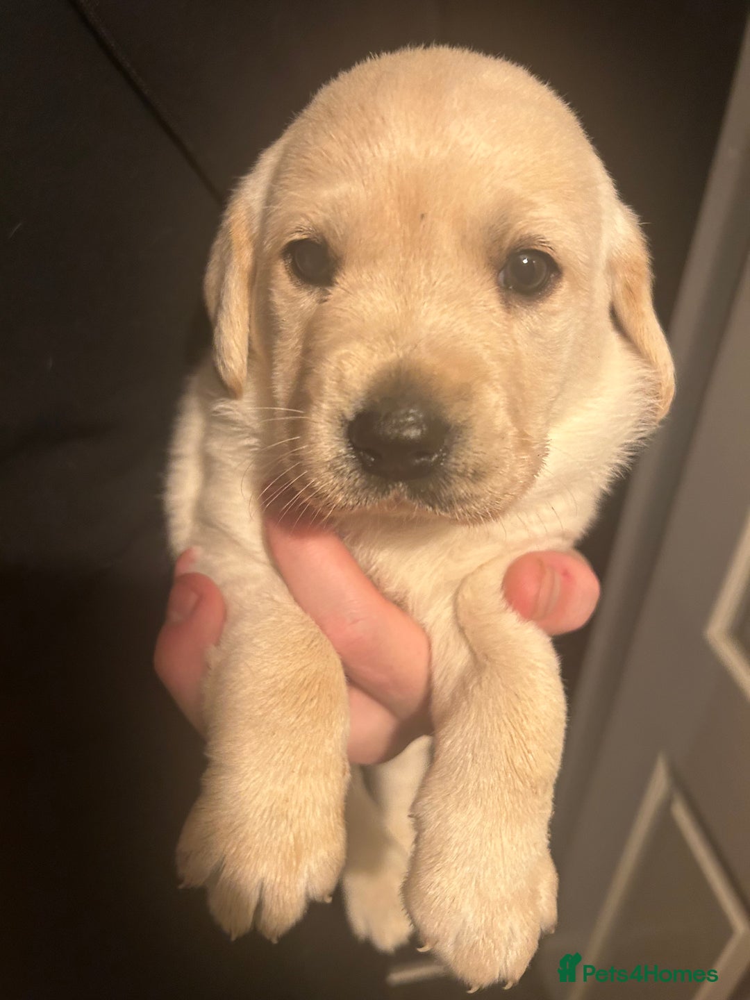 Labrador Retriever dogs for sale: KC registered Labrador boys for sale  - Advert 7