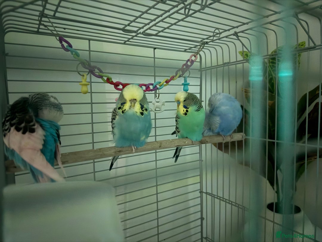 Budgerigars birds for sale: Four beautiful budgies🩵 comes with a cage - Advert 9