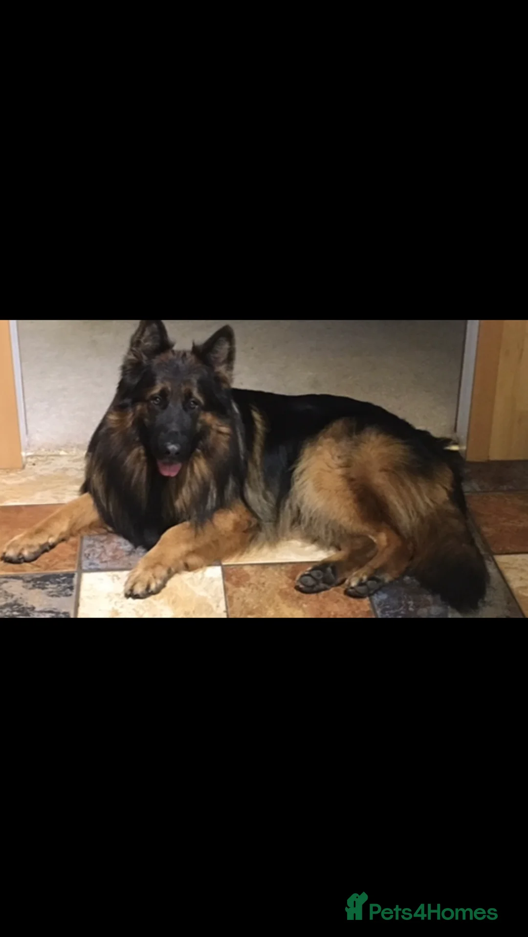 German Shepherd dogs for sale: Exceptional litter of KCreg German shepherds - Advert 3