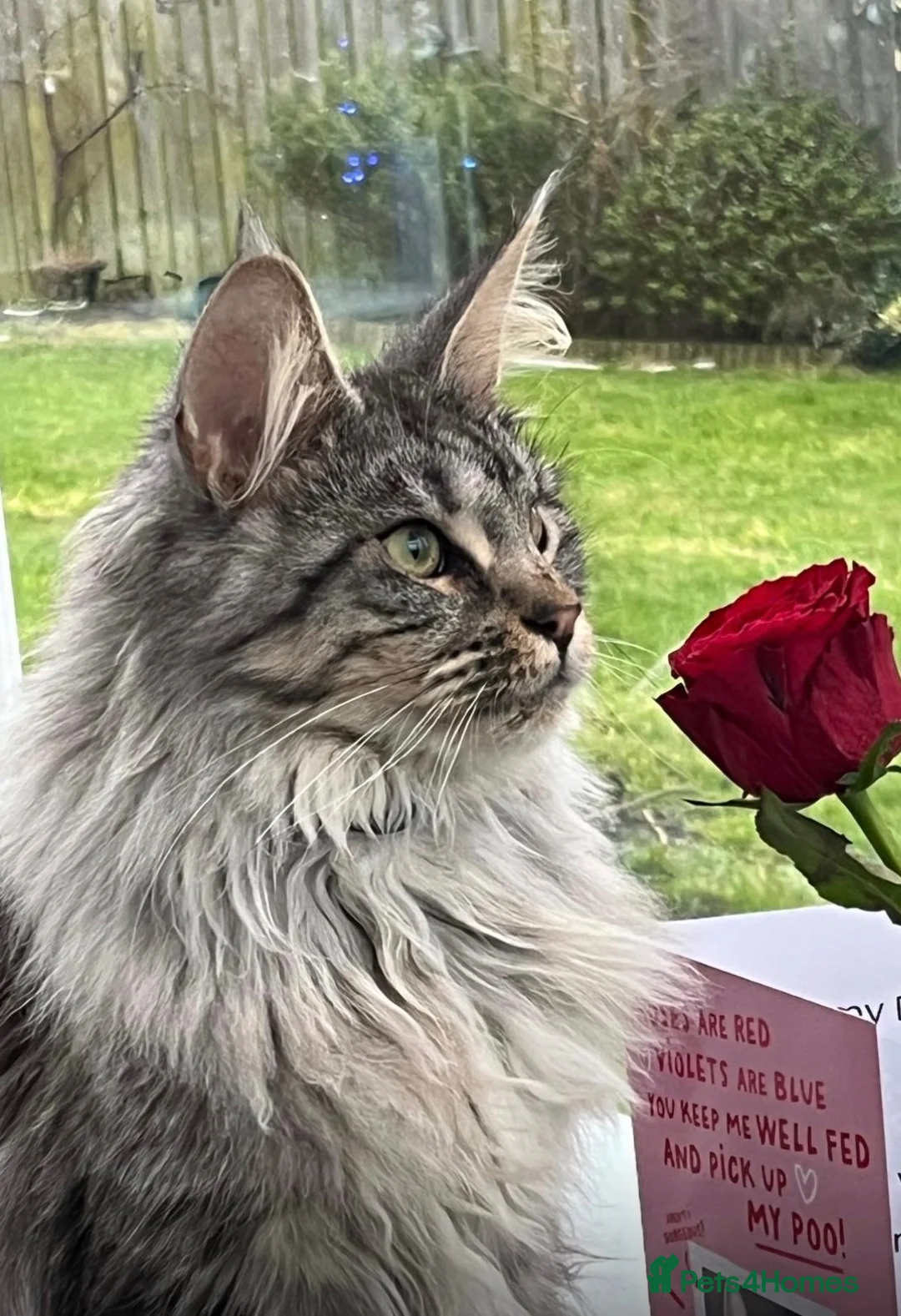 Maine Coon cats for sale: 2 Maine Coon Kittens - Advert 2