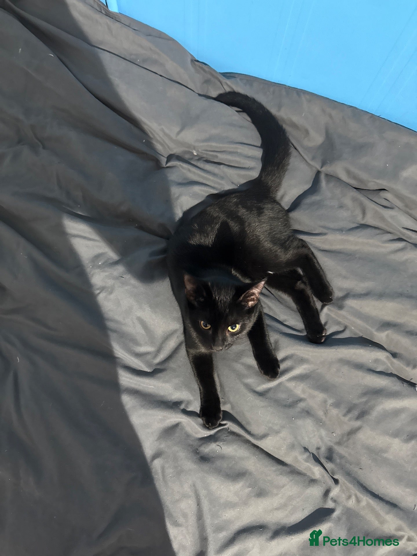 Mixed Breed cats This gentleman is available  - Advert 1