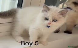 Ragdoll cats for sale: 7 Cute Ragdollyanna kittens  - Image 11