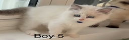 Ragdoll cats for sale: 7 Cute Ragdollyanna kittens  - Advert 10