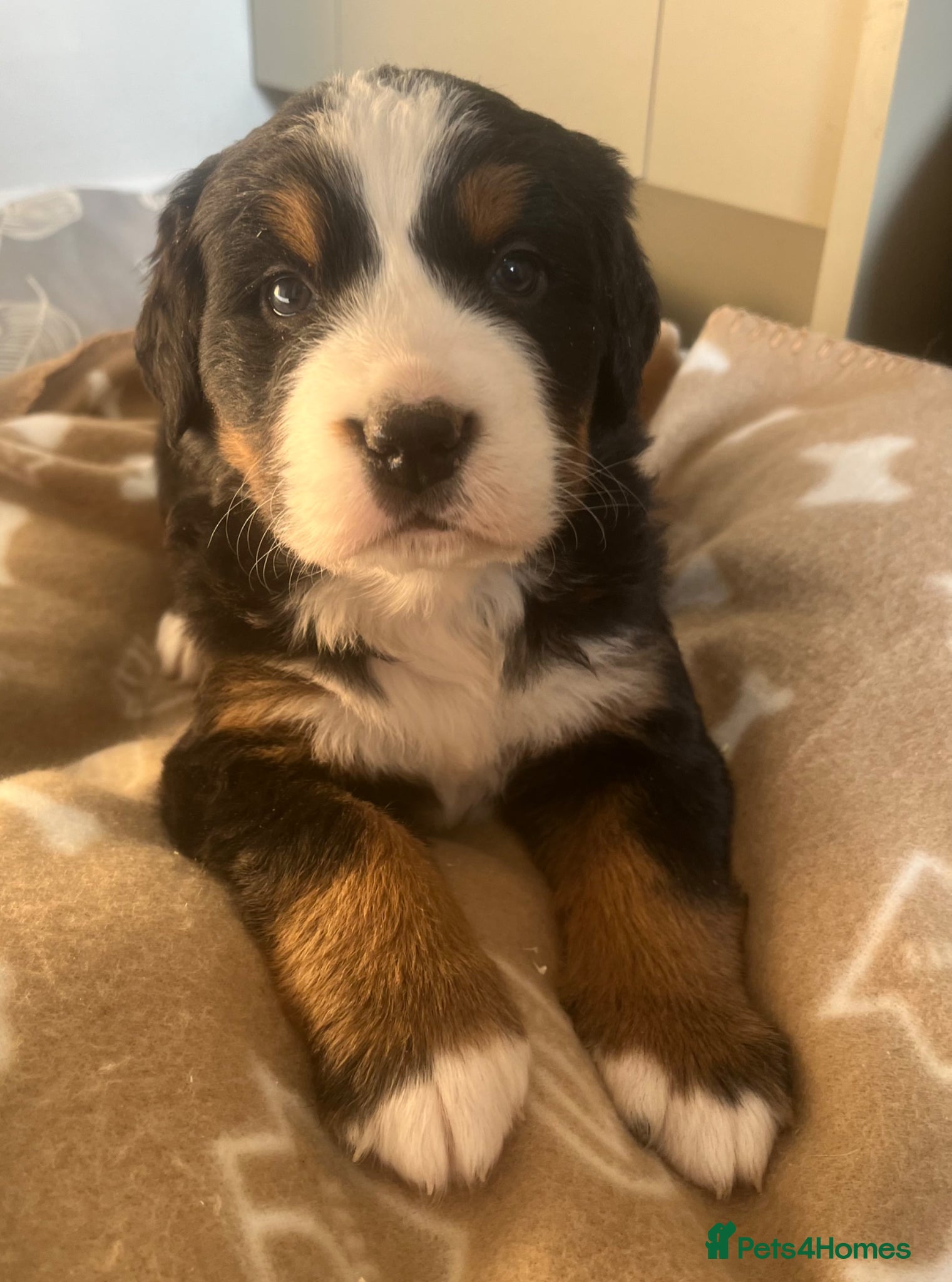 Bernese Mountain Dog dogs Beautiful Chunky KC Bernese Mountain Dog Puppies - Advert 1