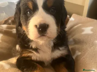 Bernese Mountain Dog dogs Beautiful Chunky KC Bernese Mountain Dog Puppies - Advert 1