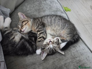 Persian cats - Advert 12