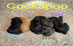 Cockapoo dogs for sale: Cockapoo puppies 🐶 - Image 2