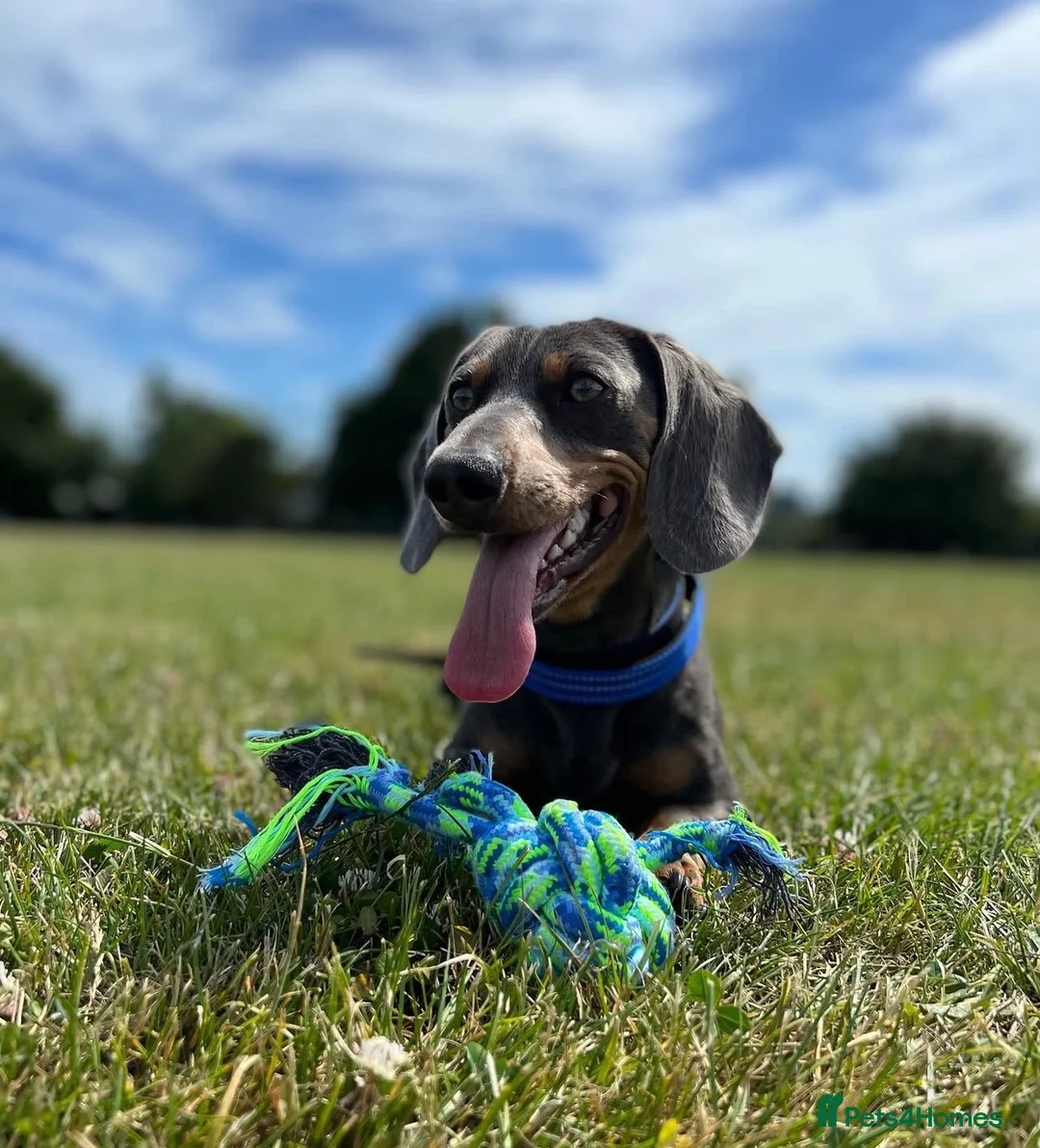 Miniature Dachshund dogs for stud: Blue & Tan Quality Stud Produces Unreal Colours 💙 - Advert 2