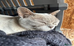 Burmese cats for sale: Pedigree Burmese retired queen and stud   - Image 4