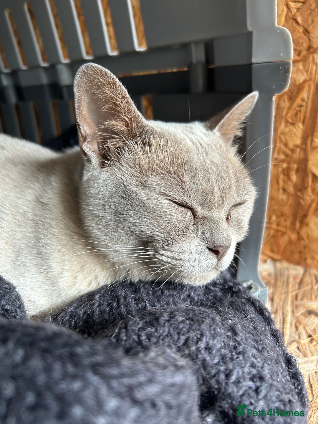 Burmese cats for sale: Pedigree Burmese retired queen and stud   - Image 4