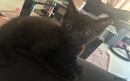 Mixed Breed cats for sale: Mixed breed tabby kittens  - Image 5