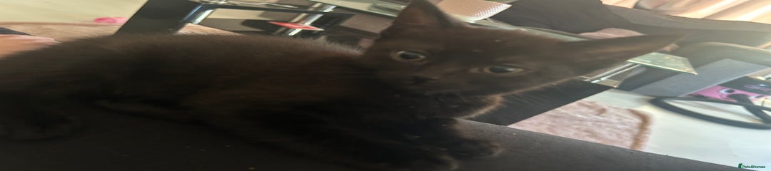 Mixed Breed Kitten 1