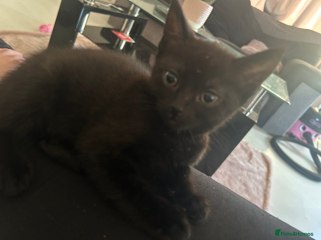 Mixed Breed cats for sale: Mixed breed tabby kittens  - Image 5