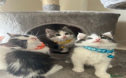 Turkish Angora cats for sale: Turkish Angora/ Ragdoll kittens for SALE !!! - Image 15