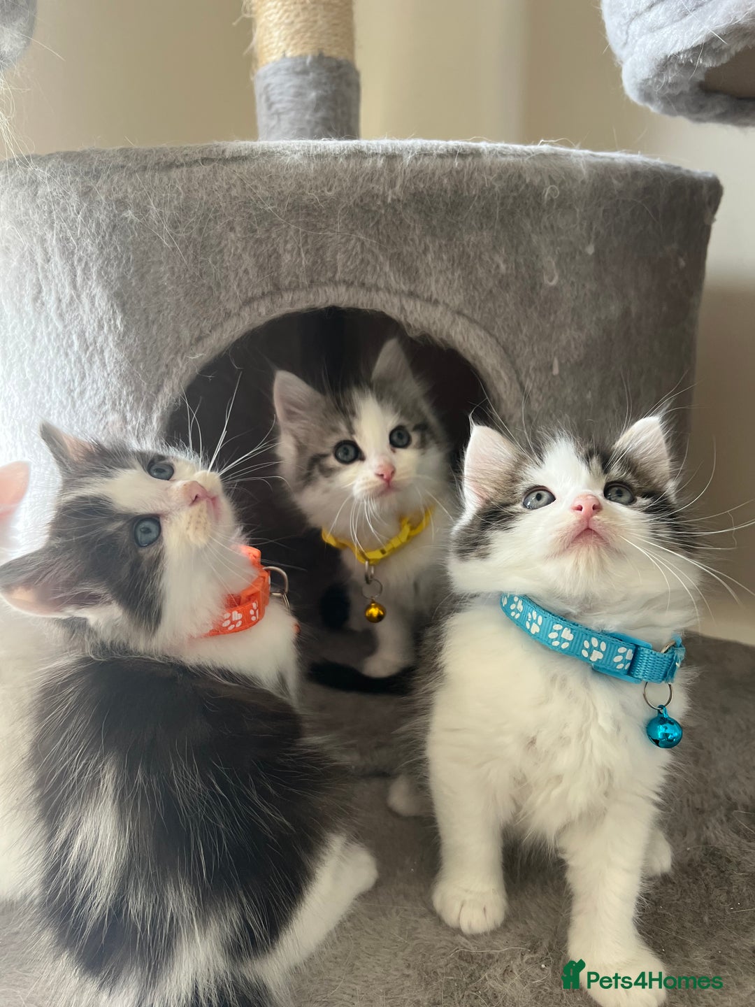 Turkish Angora cats for sale: Turkish Angora/ Ragdoll kittens for SALE !!! - Image 15