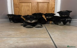 Miniature Schnauzer dogs for sale: KC Reg Miniature Schnauzer Puppies - Image 1