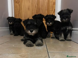 Miniature Schnauzer dogs - Advert 25