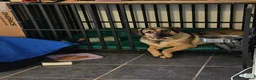 Mixed Breed dogs for adoption: Playful Philly - Advert 7