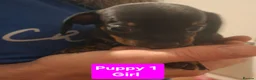 Chiweenie dogs for sale: 5 Chiweenies for Sale  - Advert 6