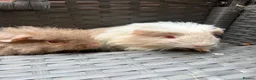 Guinea Pig rodents for sale:  2 baby boars - Advert 1