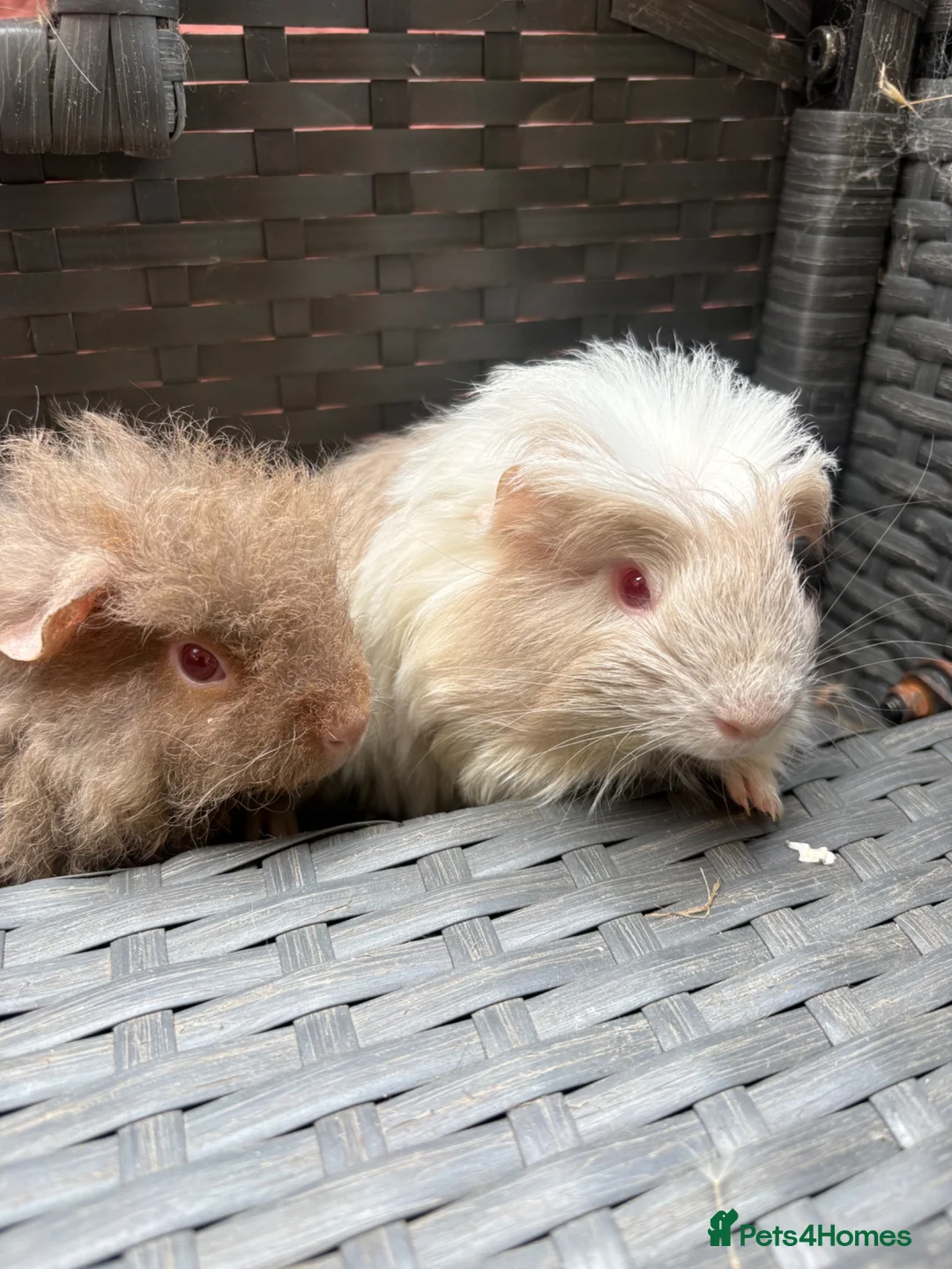 Guinea Pig rodents for sale:  2 baby boars - Advert 1