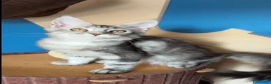 Maine Coon Blue Silver female 