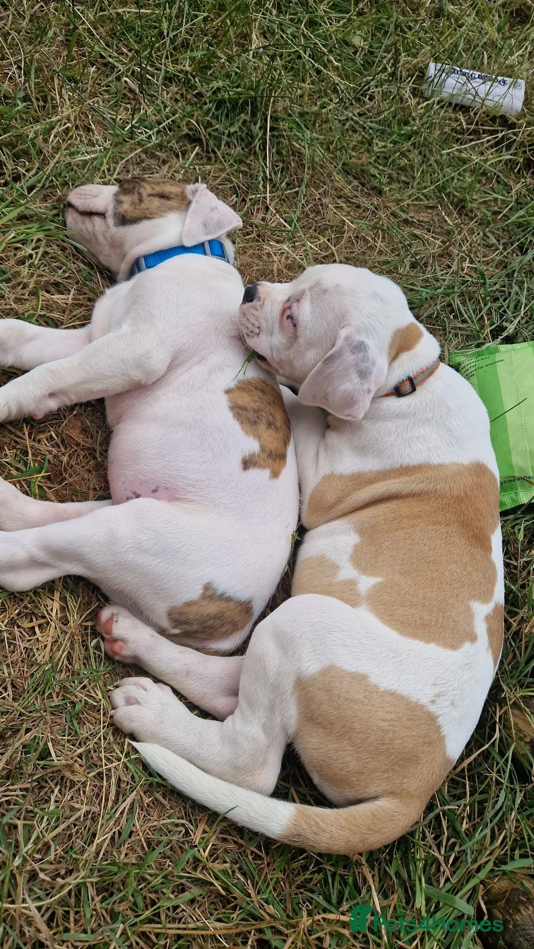 American Bulldog dogs for sale: My last baby boy - Advert 2