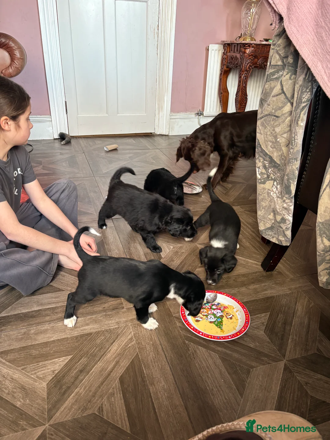 Sprollie dogs for sale: Sprollie pups ready in 5 days  - Advert 2