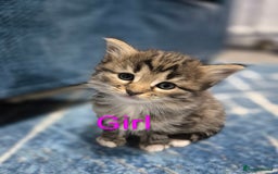 Mixed Breed cats for sale: kittens - Image 6