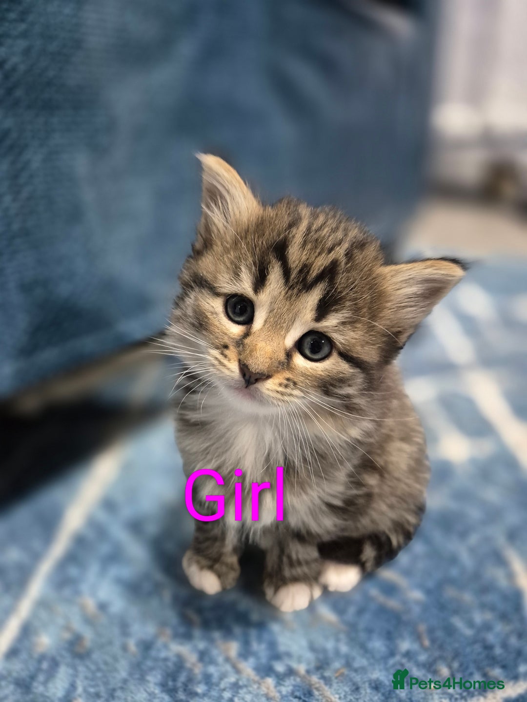 Mixed Breed cats for sale: kittens - Image 6