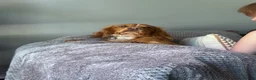 Cocker Spaniel dogs for stud: Pure bred beautiful cocker spaniel for stud in Ventnor - Advert 2