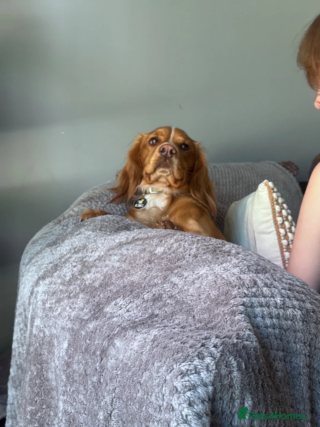 Cocker Spaniel dogs for stud: Pure bred beautiful cocker spaniel for stud in Ventnor - Advert 2