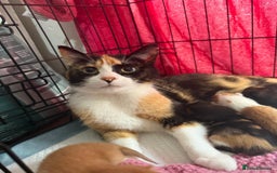 Domestic Shorthair cats for sale: READY TO GO  - Image 8