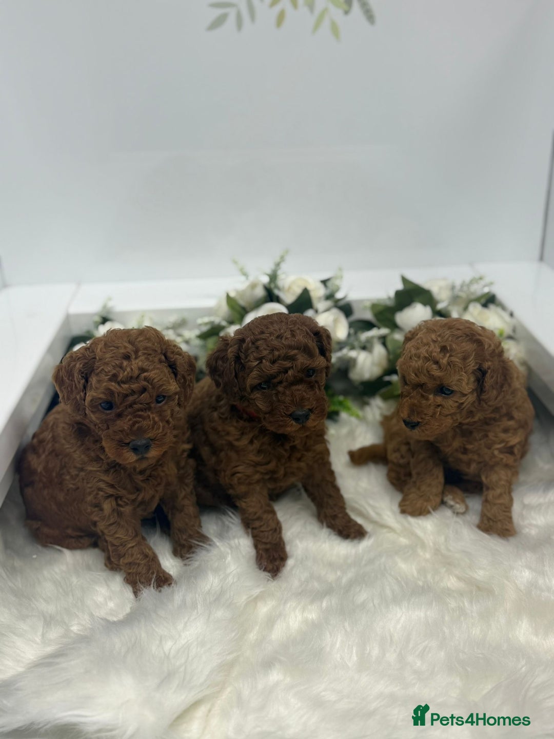 Toy Poodle dogs for sale: Toy poodle puppies  - Advert 7