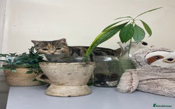 Mixed Breed cats for sale: Sheeba - Image 11